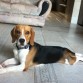 Hola, soy Buster!